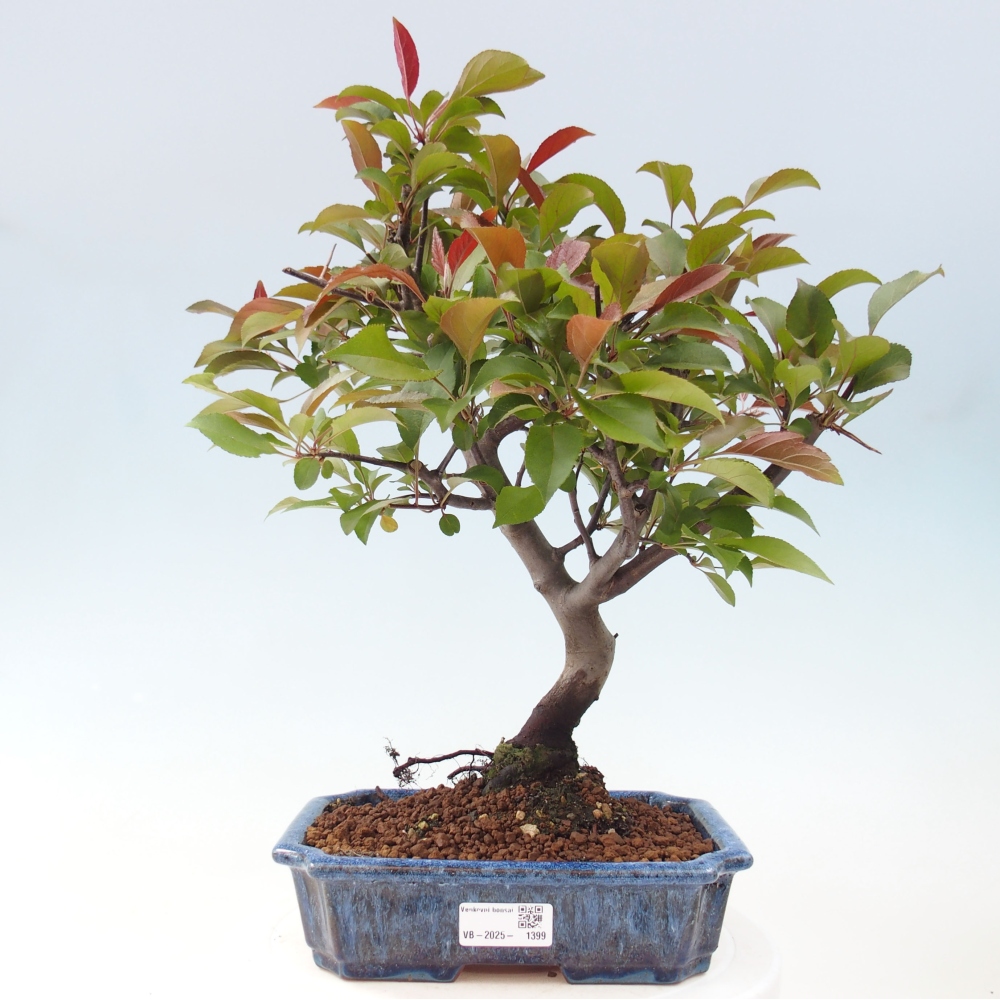 Bonsai voor buiten -Malus domestica - Roodbladige appelboom met kleine vruchten