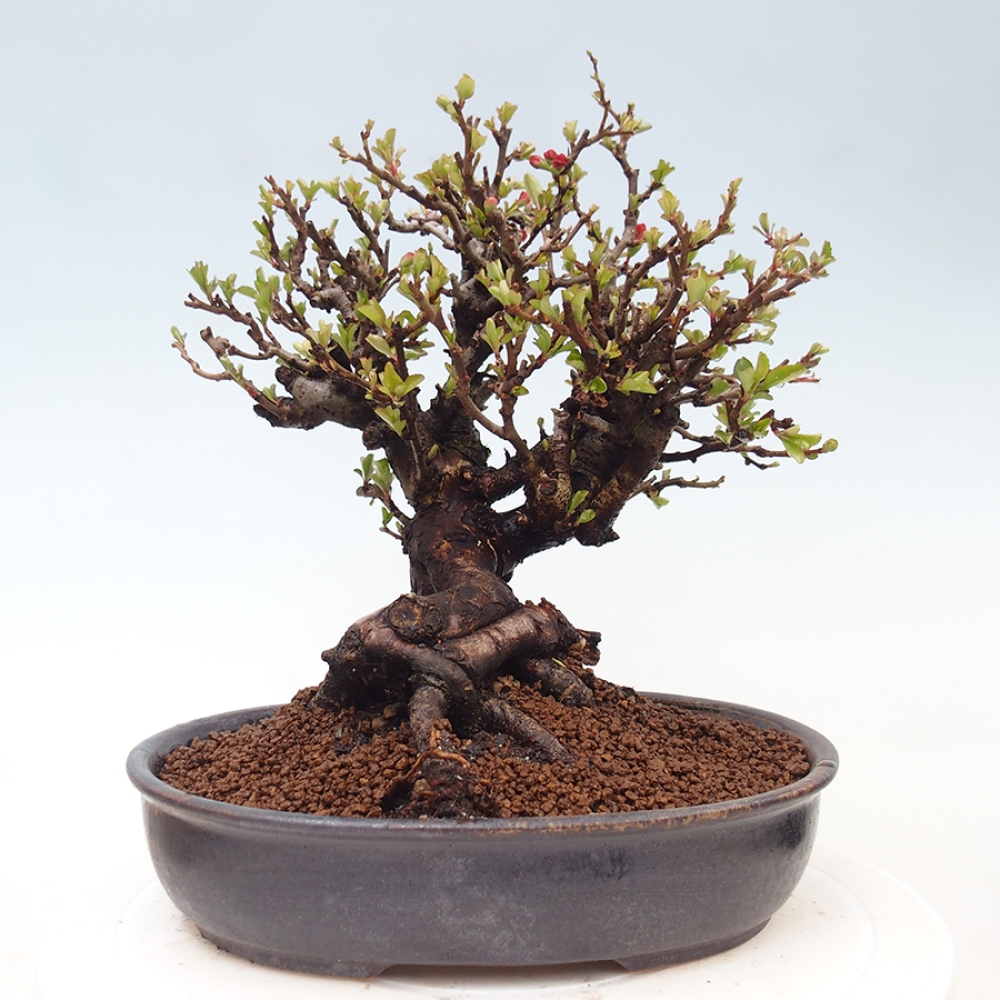 Bonsai voor buiten - Chaneomeles speciosa - Kweepeer