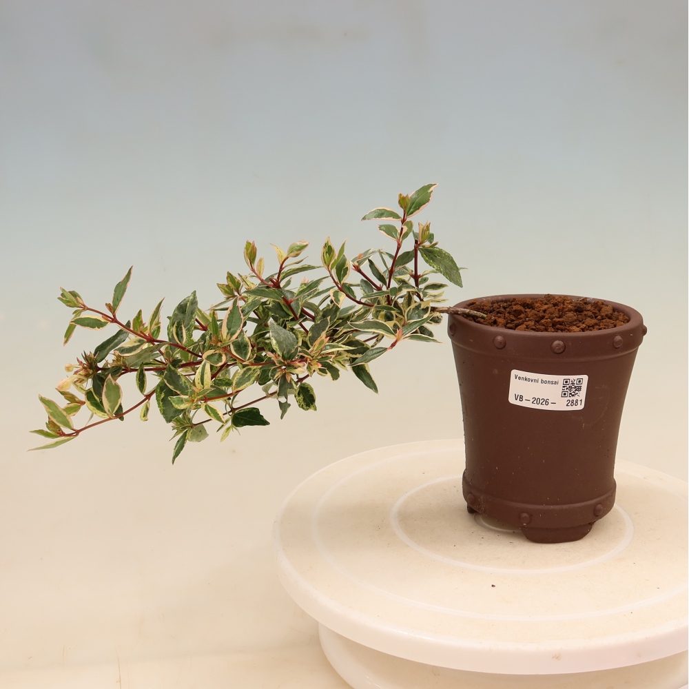 Buitenbonsai - Abelia gr. Confetti - Grootbloemige abelia