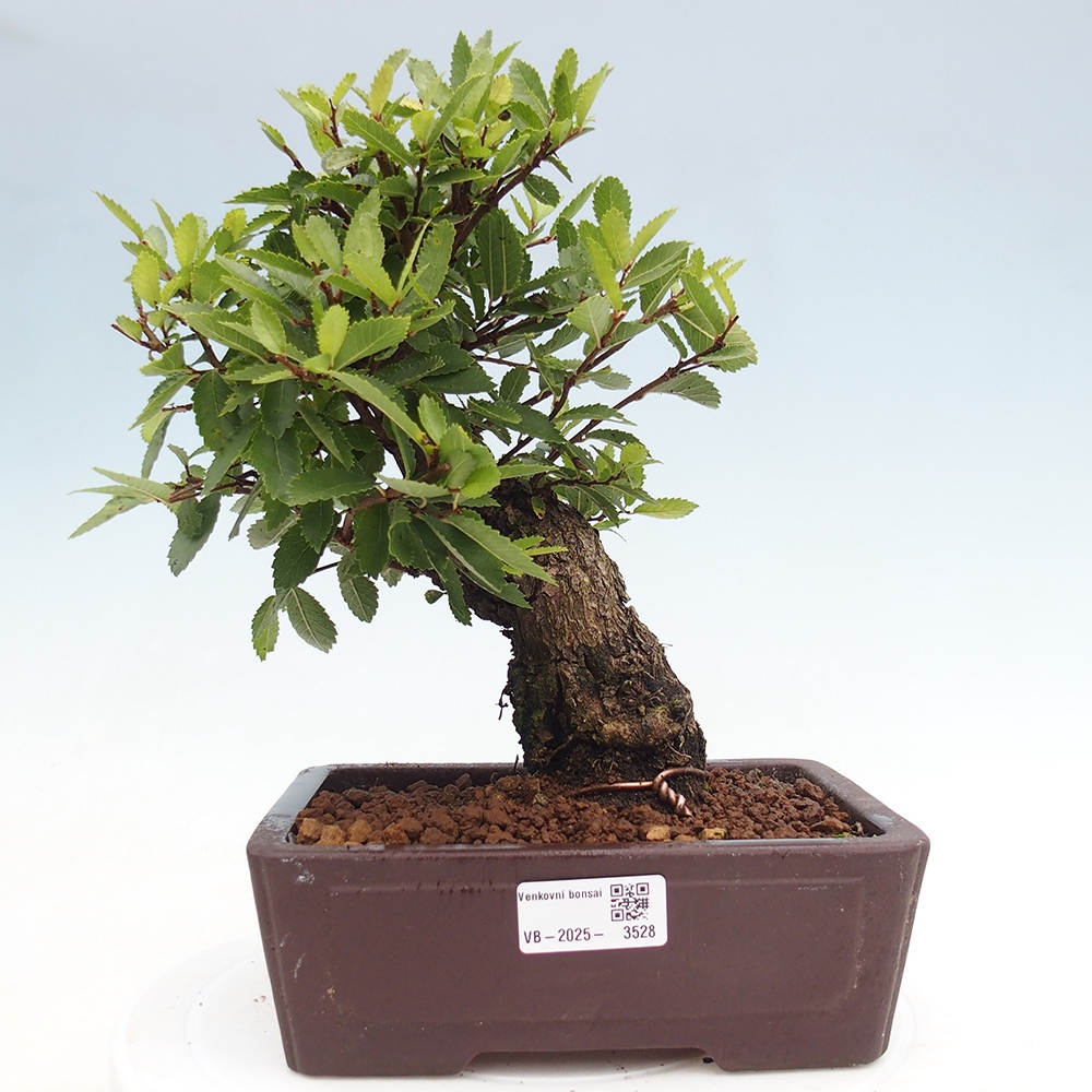 Bonsai voor buiten - Zelkova - Zelkova NIRE