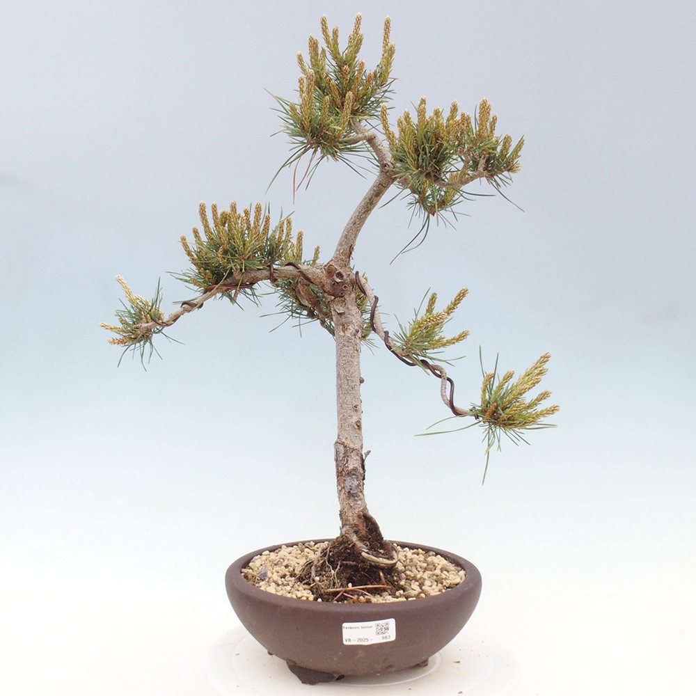 Bonsai voor buiten - Pinus Sylvestris Watererri - grove den