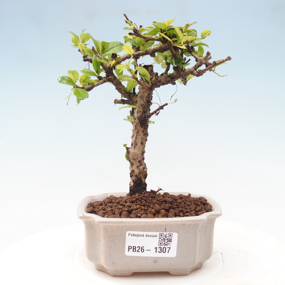 Kamerbonsai - Carmona macrophylla - Thee fuki