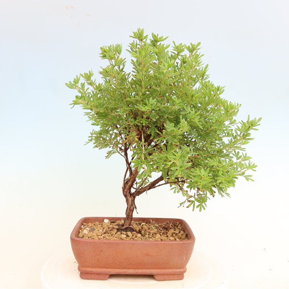 Buitenbonsai – Struikachtige Potentilla – Potentilla fruticosa Bellissima