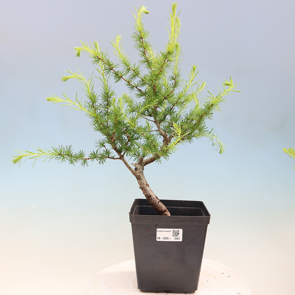Bonsai voor buiten -Larix decidua - Lariks