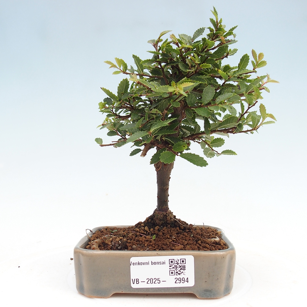 Bonsai voor buiten - Ulmus parvifolia Sagei - Kleinbladige iep