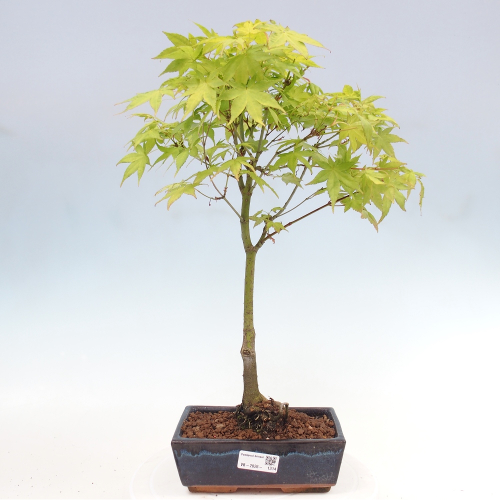 Acer palmatum Aureum - Gewone esdoorn