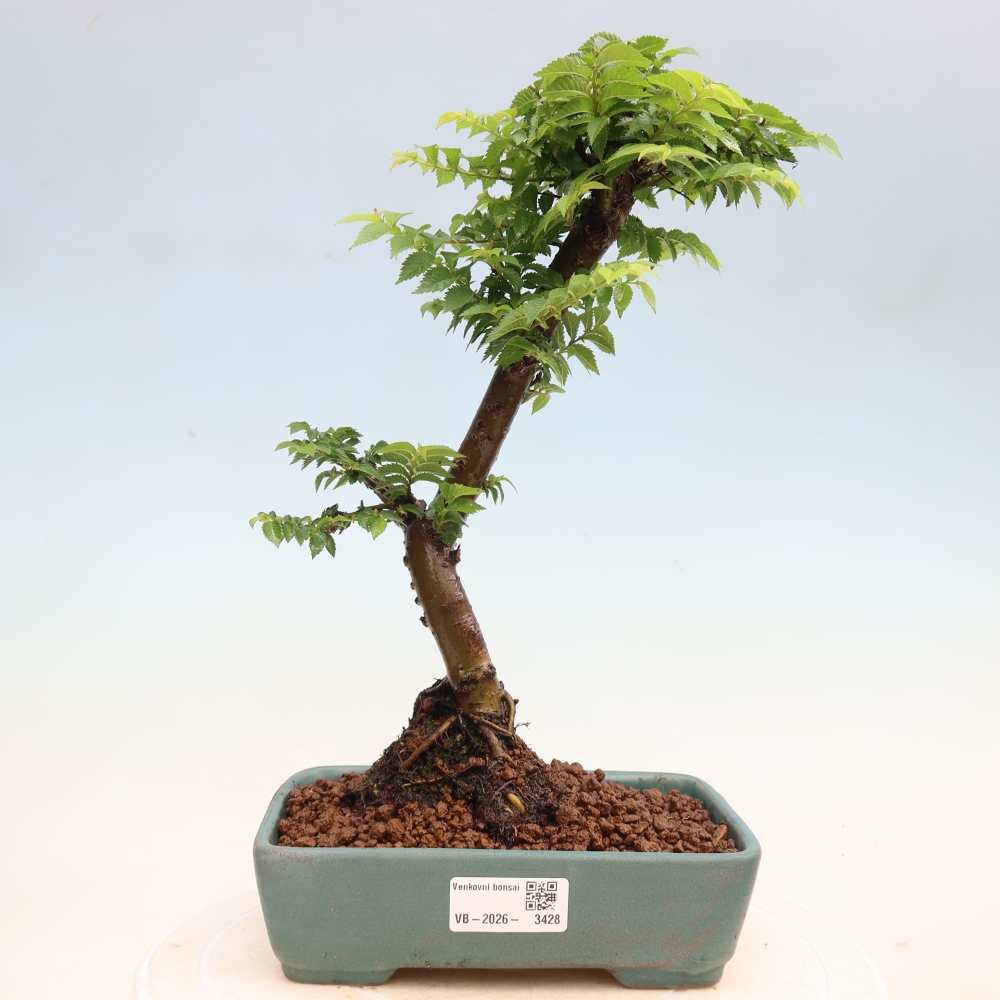 Buitenbonsai - Ulmus Jacqueline Hillier - Prachtige iep
