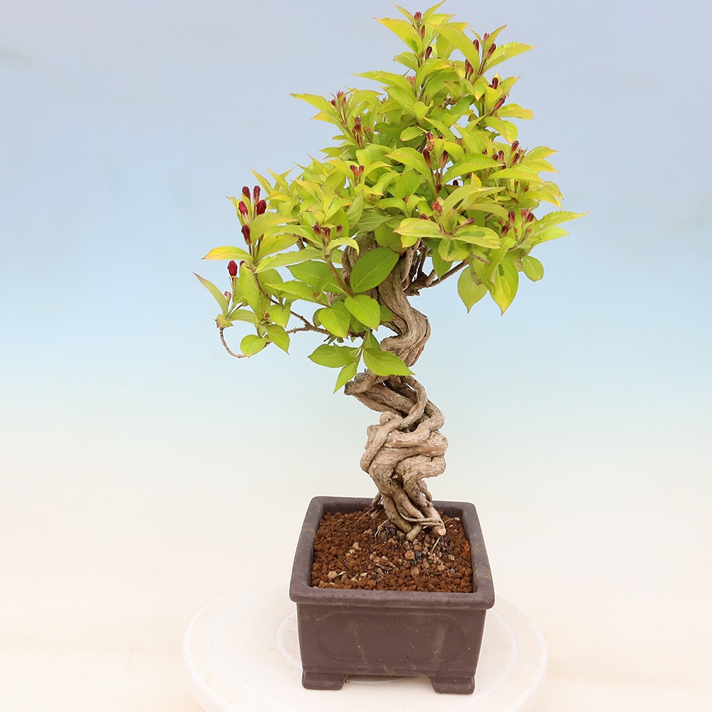 Buitenbonsai - Weigela subsessilis - Koreaanse weigela