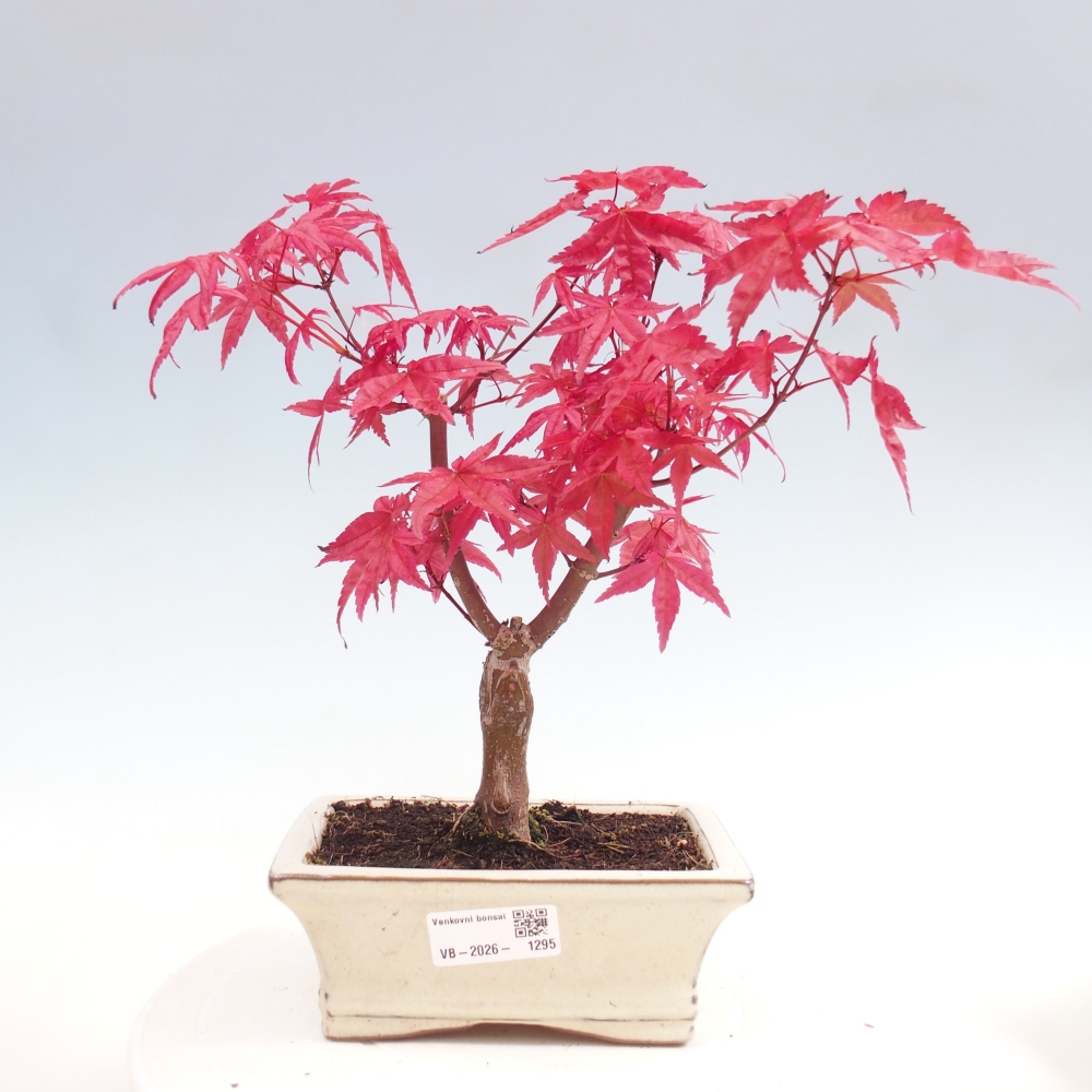 Bonsai voor buiten - Acer palmatum DESHOJO