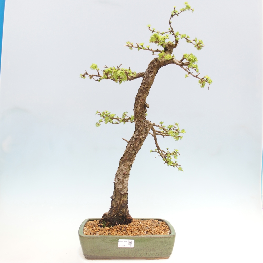 Bonsai voor buiten -Larix decidua - Lariks - Alleen palletvervoer
