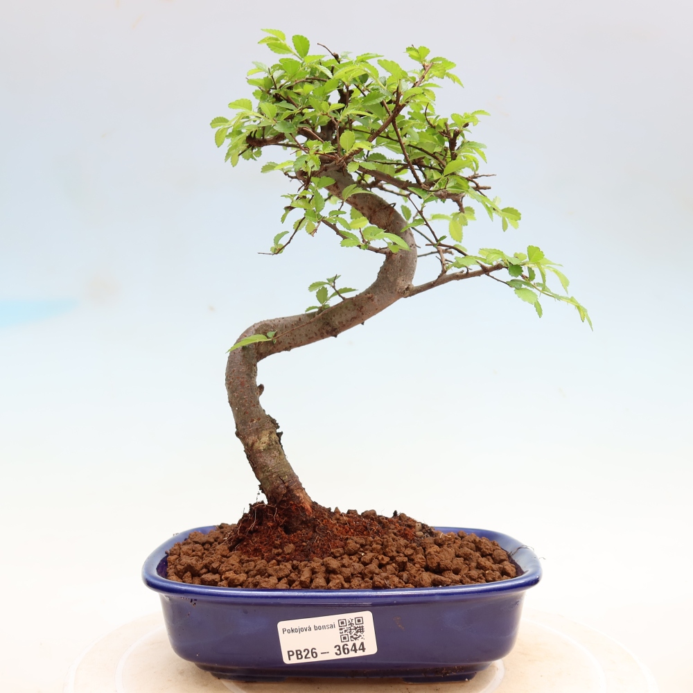 Kamerbonsai - Ulmus parvifolia - Winteriep