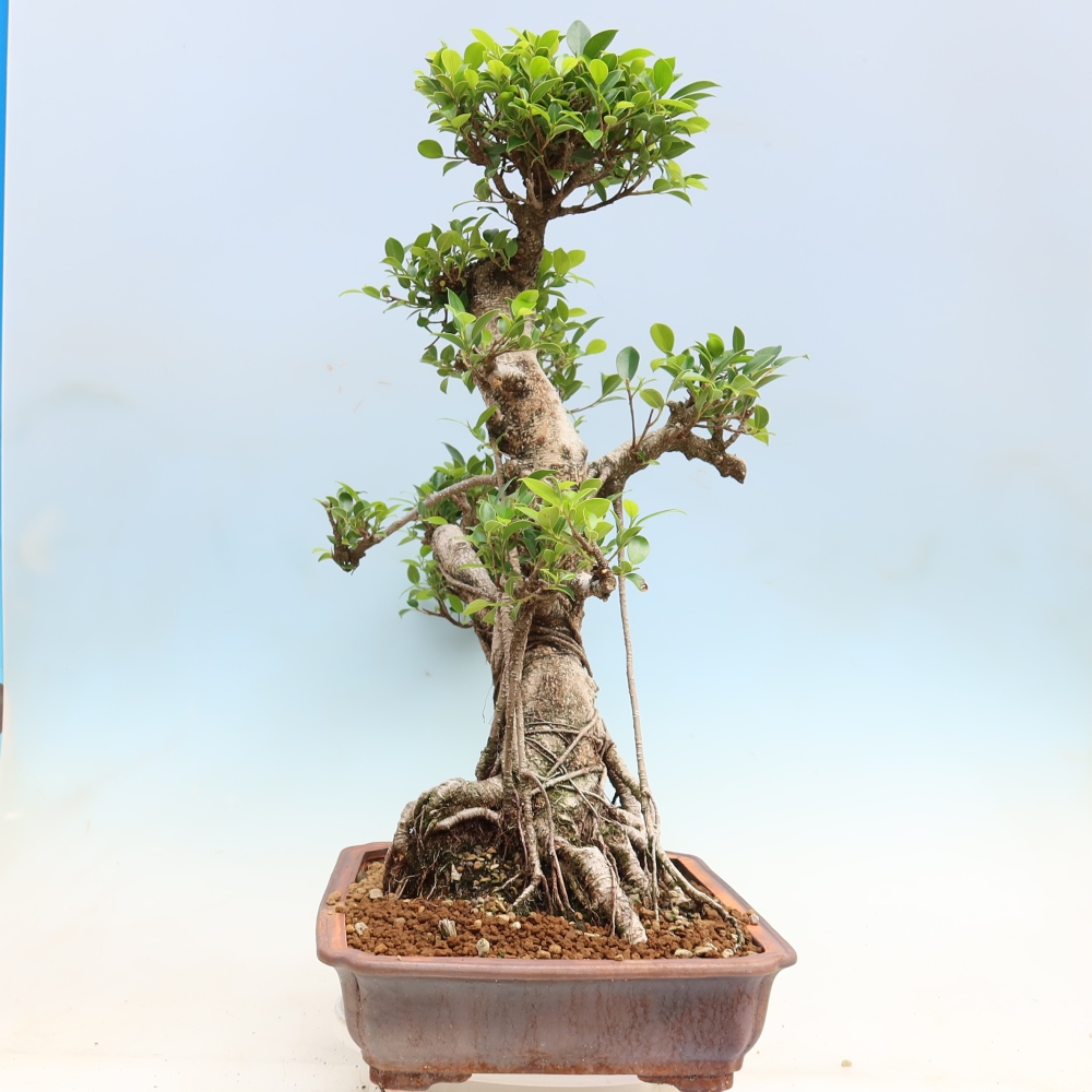 Kamerbonsai - Ficus kimmen - kleinbladige ficus