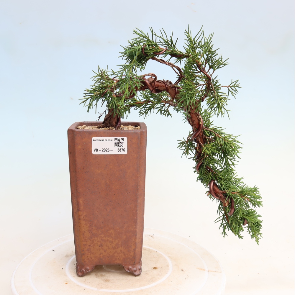Bonsai voor buiten - Juniperus chinensis Kishu