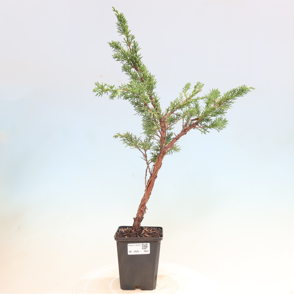 Bonsai voor buiten - Juniperus chinensis Kishu