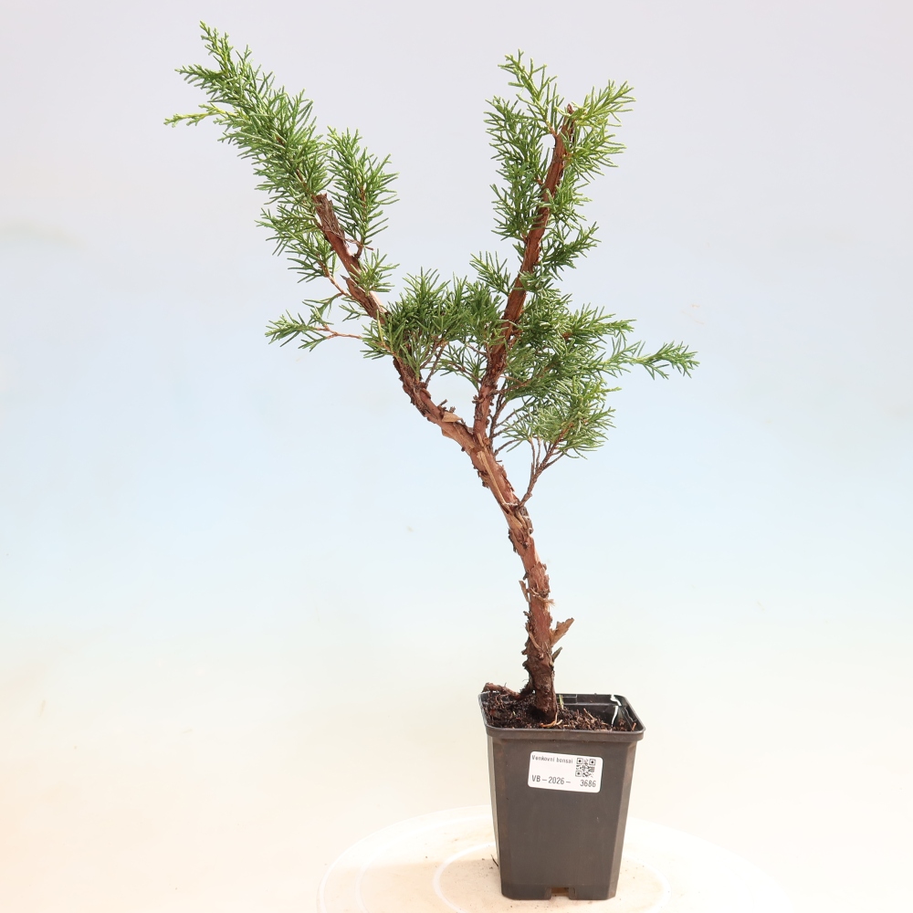 Bonsai voor buiten - Juniperus chinensis Kishu