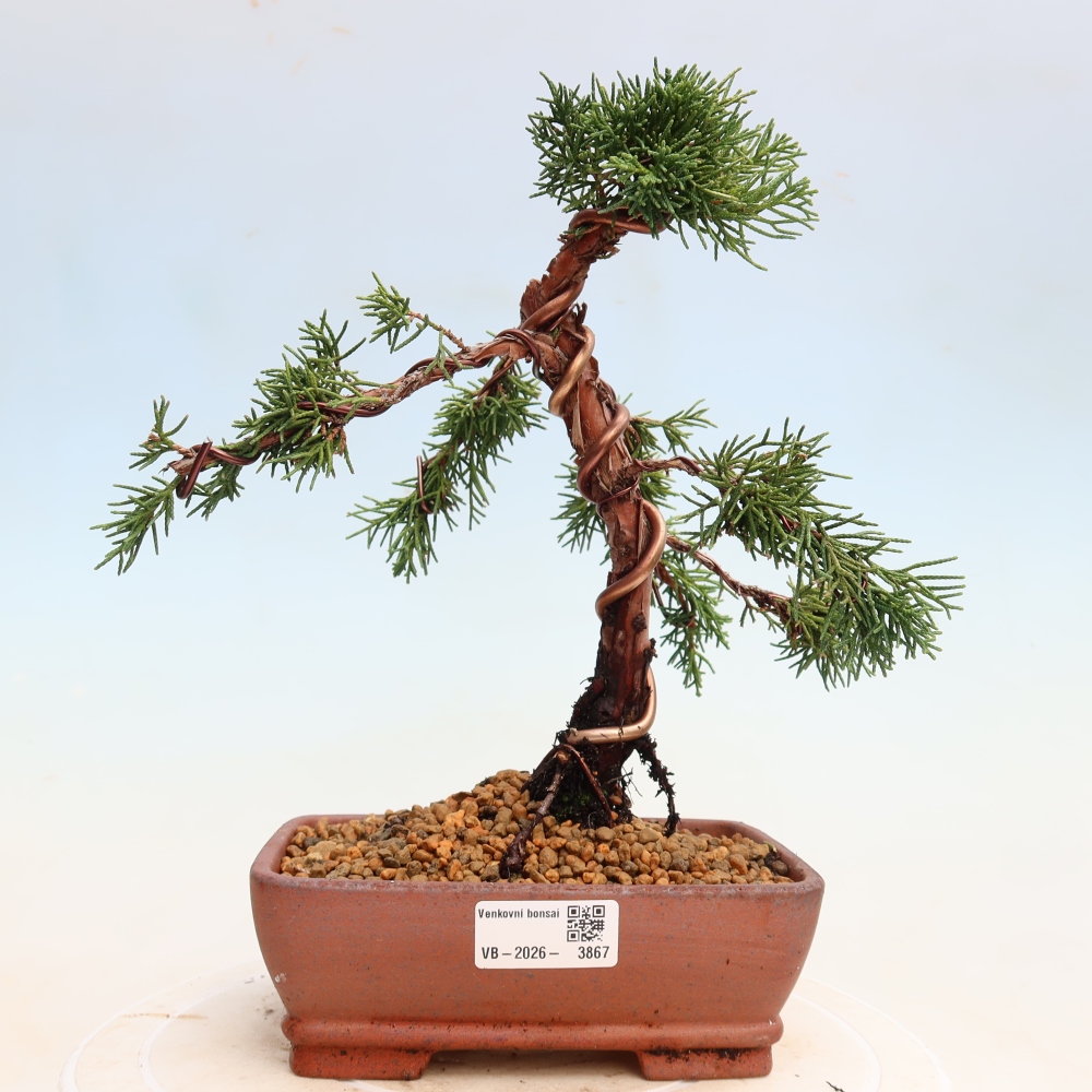Bonsai voor buiten - Juniperus chinensis Kishu