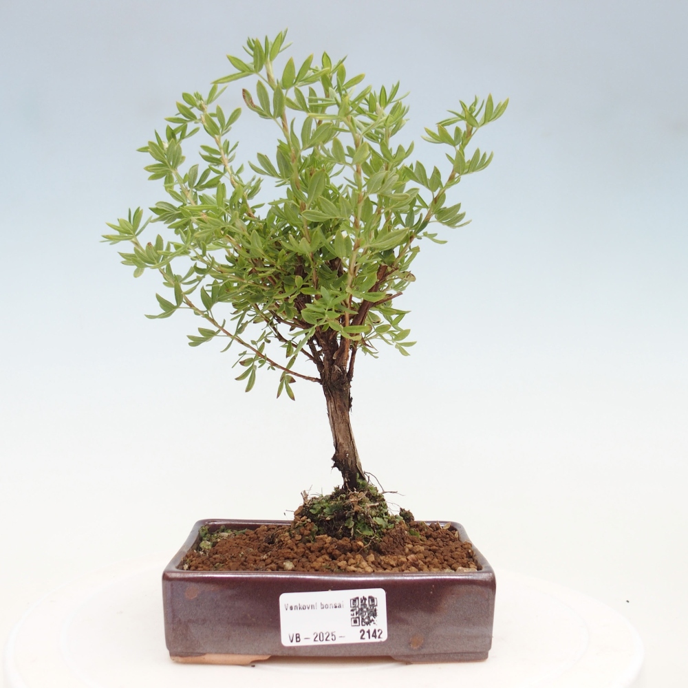 Bonsai voor buiten - Potentila fruticosa gele vogel