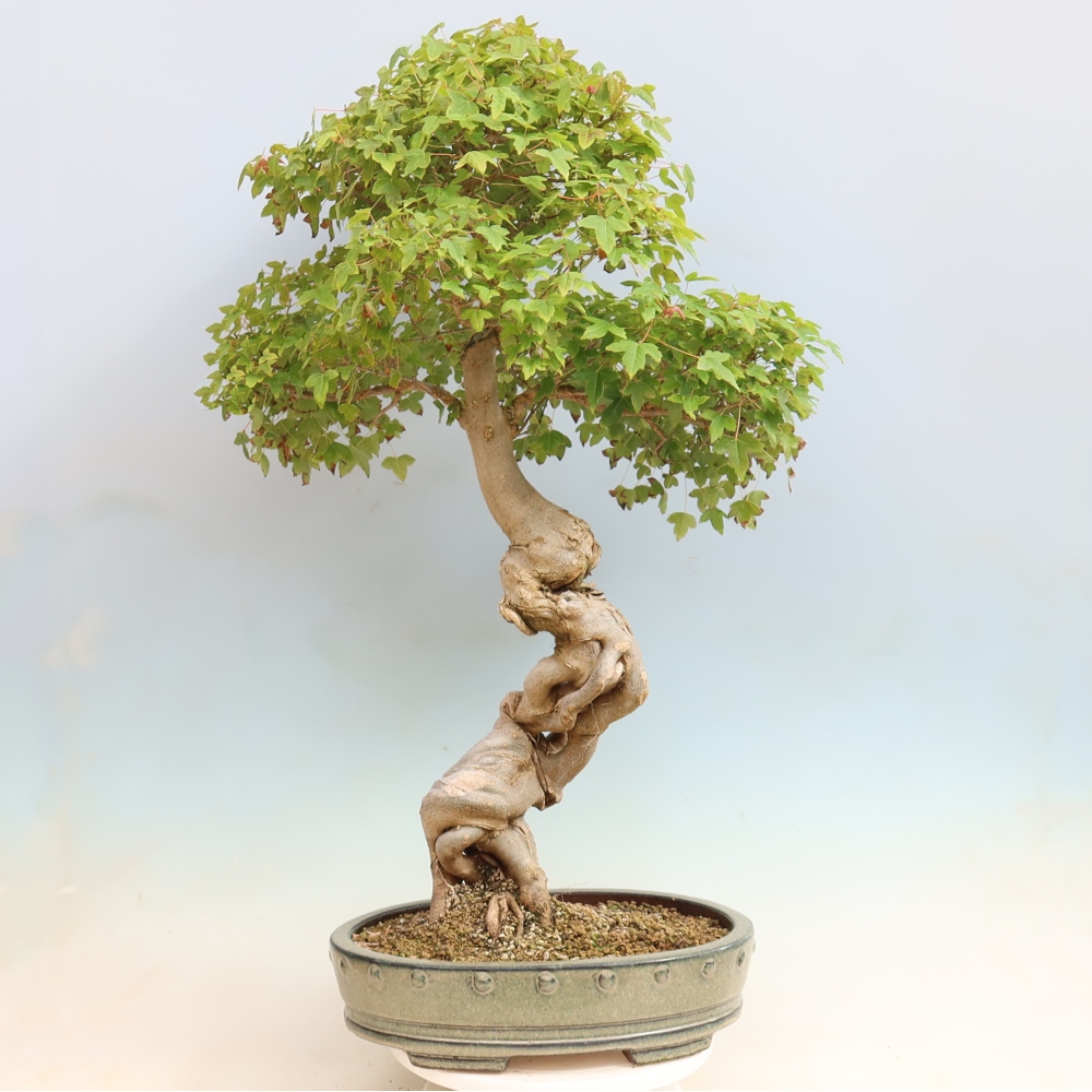 Bonsai voor buiten - Acer Buergerianum - Burgeresdoorn