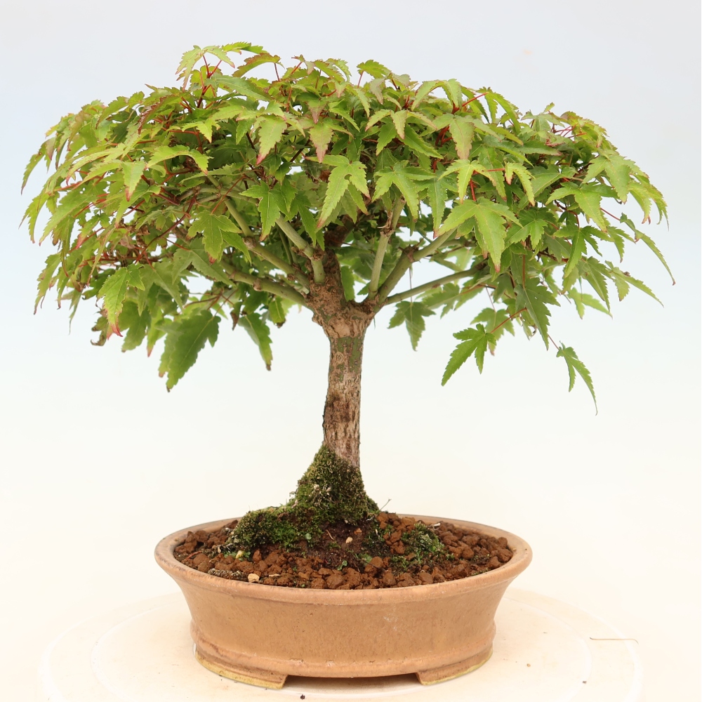 Acer palmatum KIOHIME - Palmeta-esdoorn