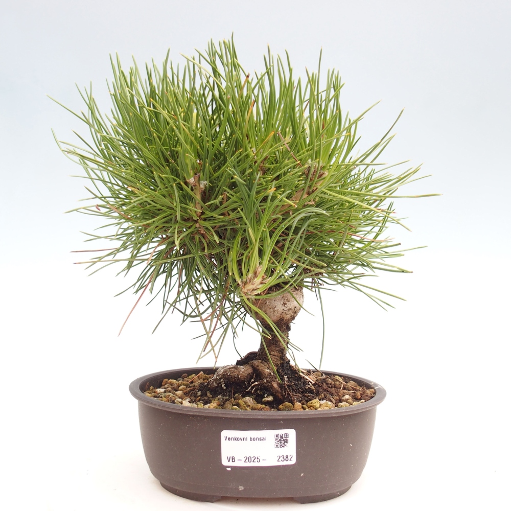 Bonsai voor buiten - Pinus thunbergii - Thunberg den