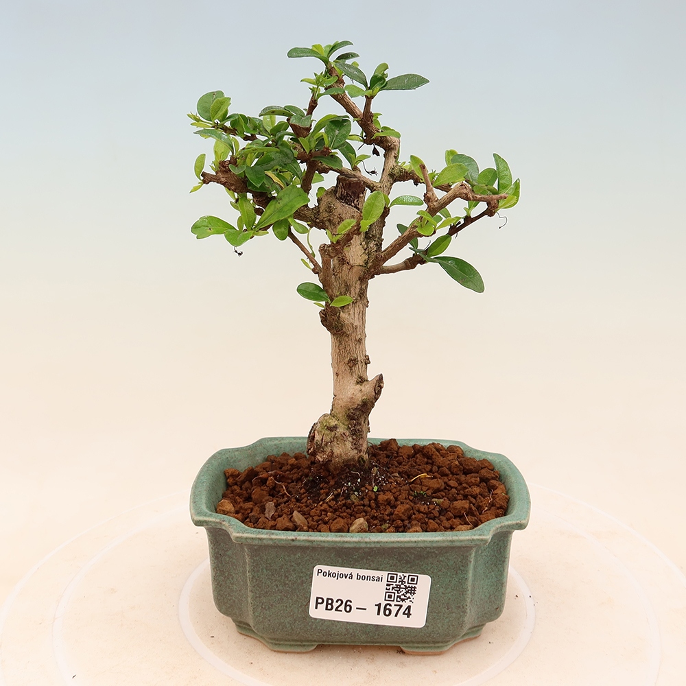 Kamerbonsai - Carmona macrophylla - Thee fuki