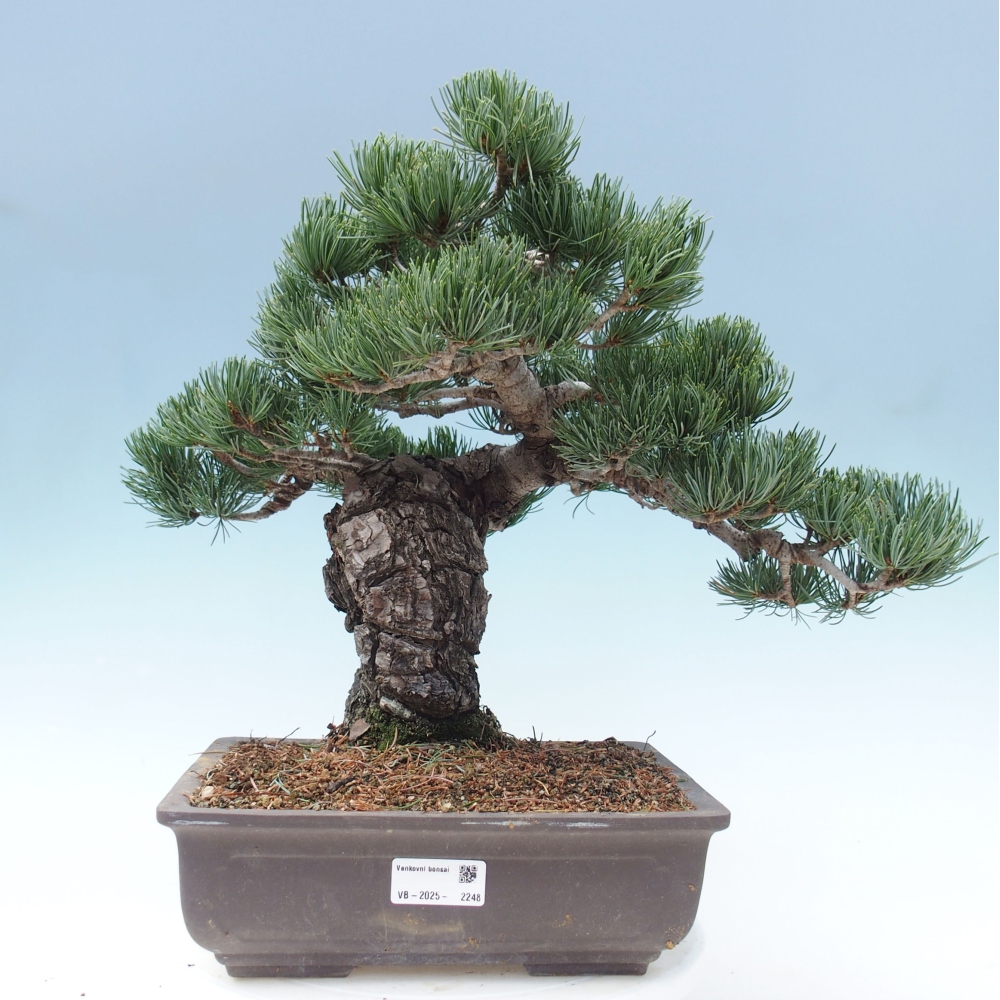 Bonsai voor buiten - Pinus parviflora - Pinus parviflora