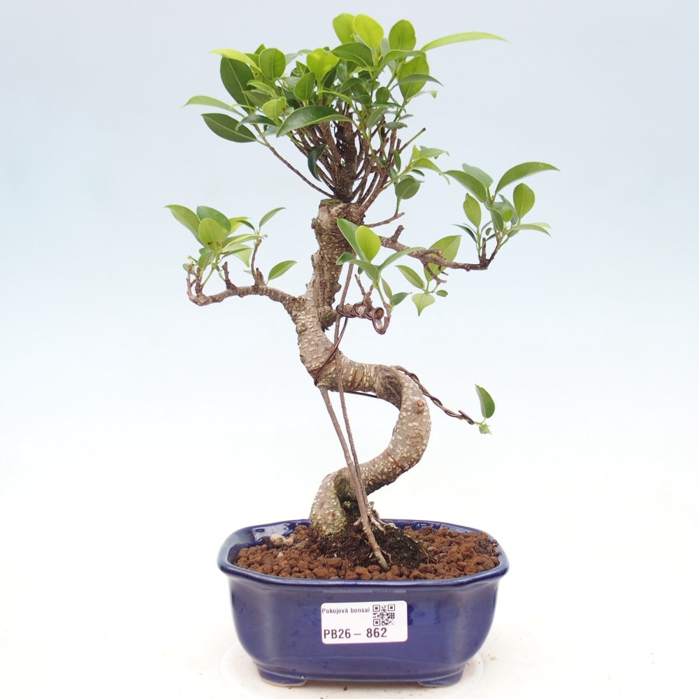Kamerbonsai - Ficus retusa - kleinbladige ficus
