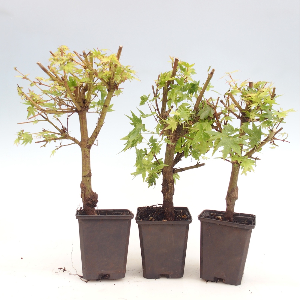 Bonsai voor buiten - Acer palmatum Dr Tilt in container
