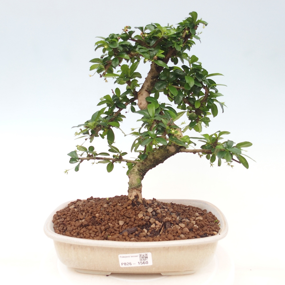 Kamerbonsai - Carmona macrophylla - Thee fuki