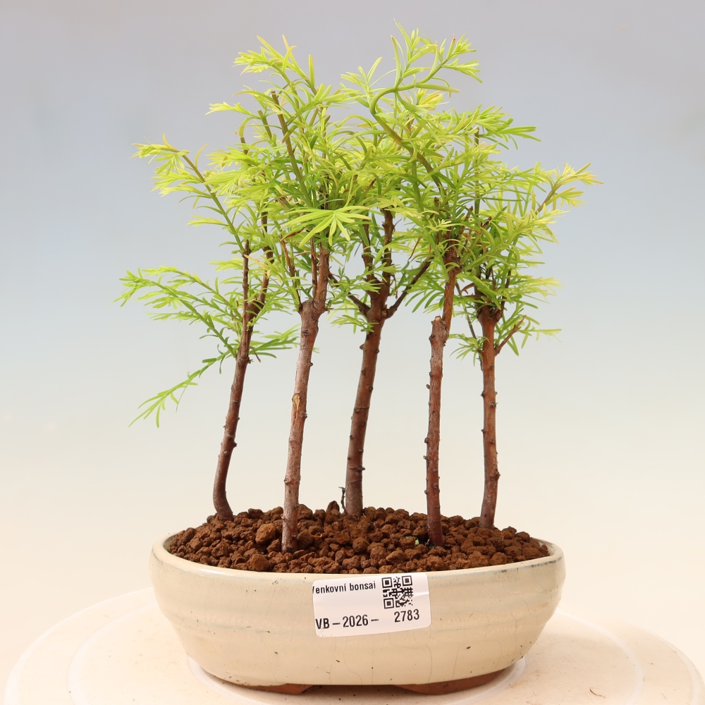 Buitenbonsai - Metasequoia glyptostroboides - Chinese metasequoia - bosje