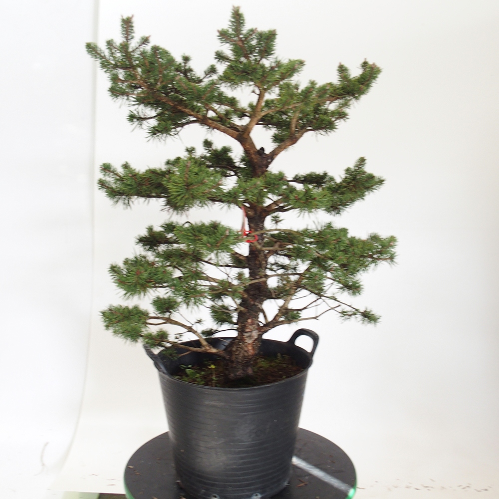 Yamadori - Pinus sylvestris Spanje