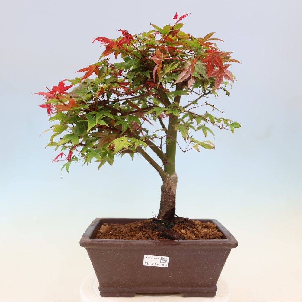 Noorse esdoorn - Acer palmatum Beni Tsukasa