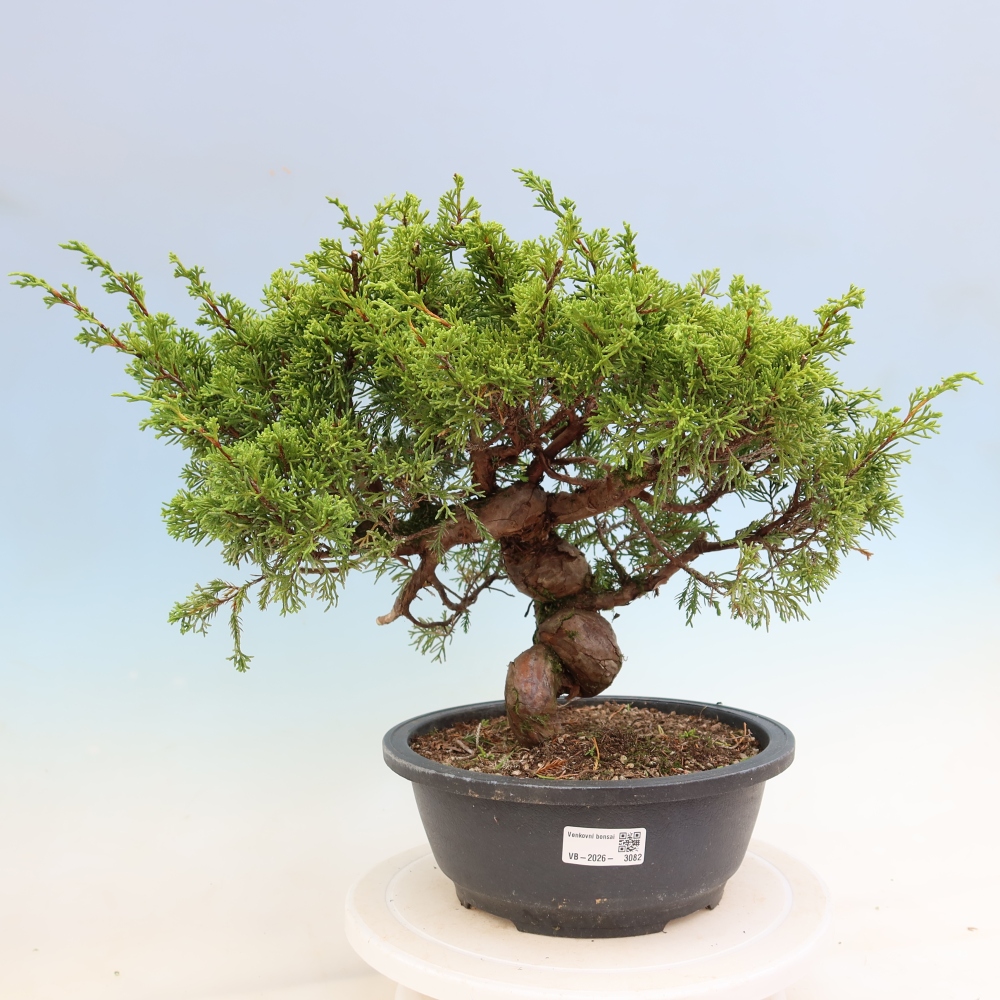 Bonsai voor buiten - Juniperus chinensis Itoigawa-Juniperus chinensis