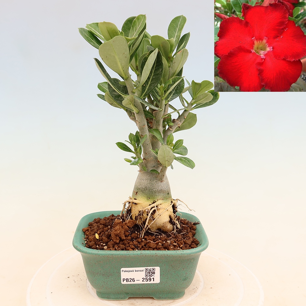 Kamerbonsai - Adenium obesum Red Star - Woestijnroos