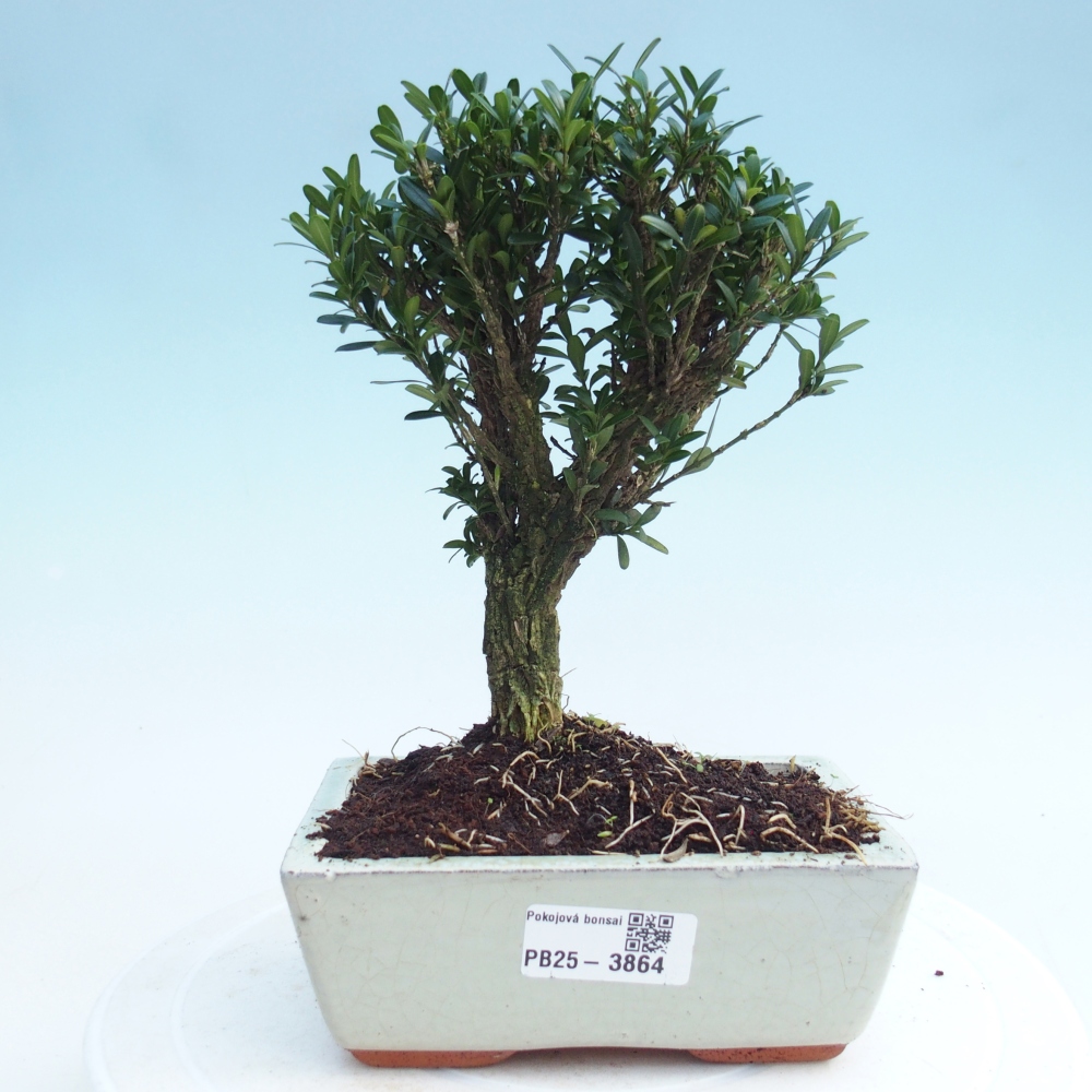 Kamerbonsai - Buxus harlandii - kurk buxus