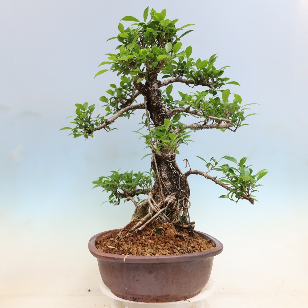 Kamerbonsai - Ficus kimmen - kleinbladige ficus