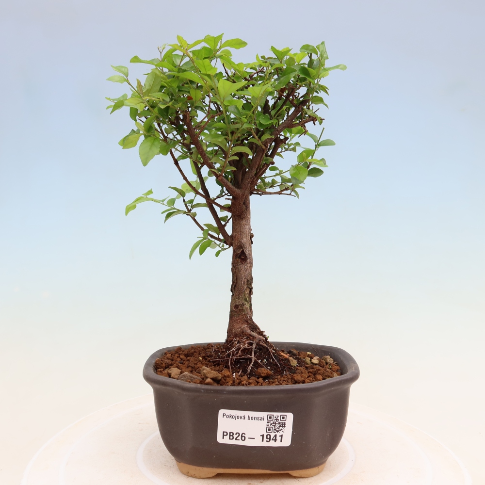 Kamerbonsai - Sageretia thea - Sageretia thea