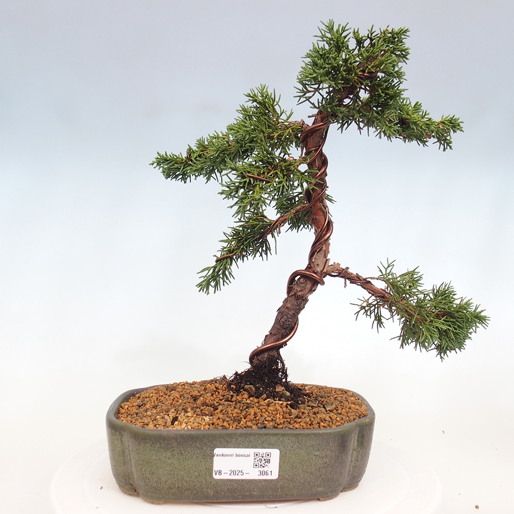 Bonsai voor buiten - Juniperus chinensis Kishu