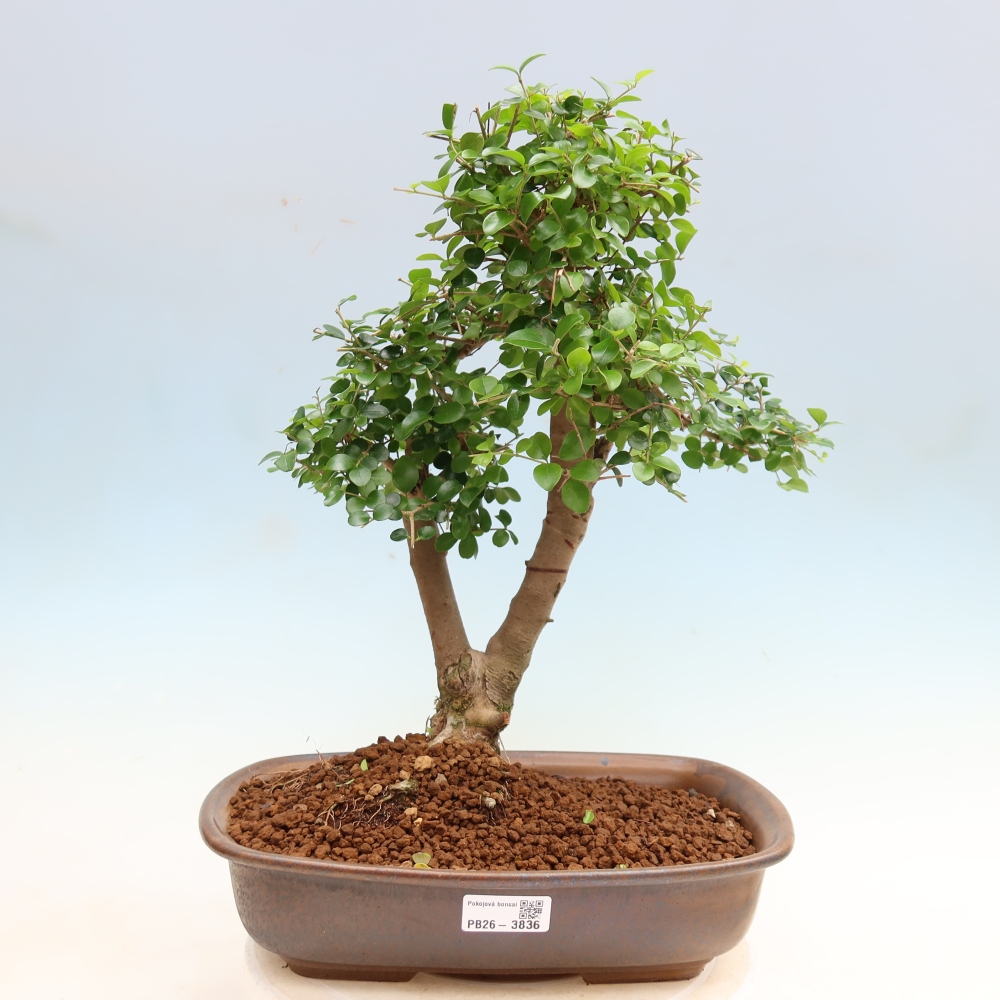 Kamerbonsai -Ligustrum retusa - kleinbladige vogelbek