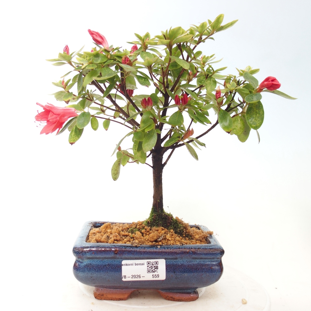 Bonsai voor buiten - Japanse azalea - Azalea sp.