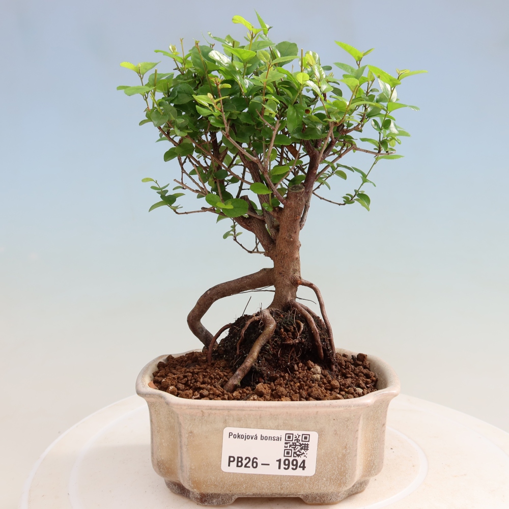 Kamerbonsai - Sageretia thea - Sageretia thea