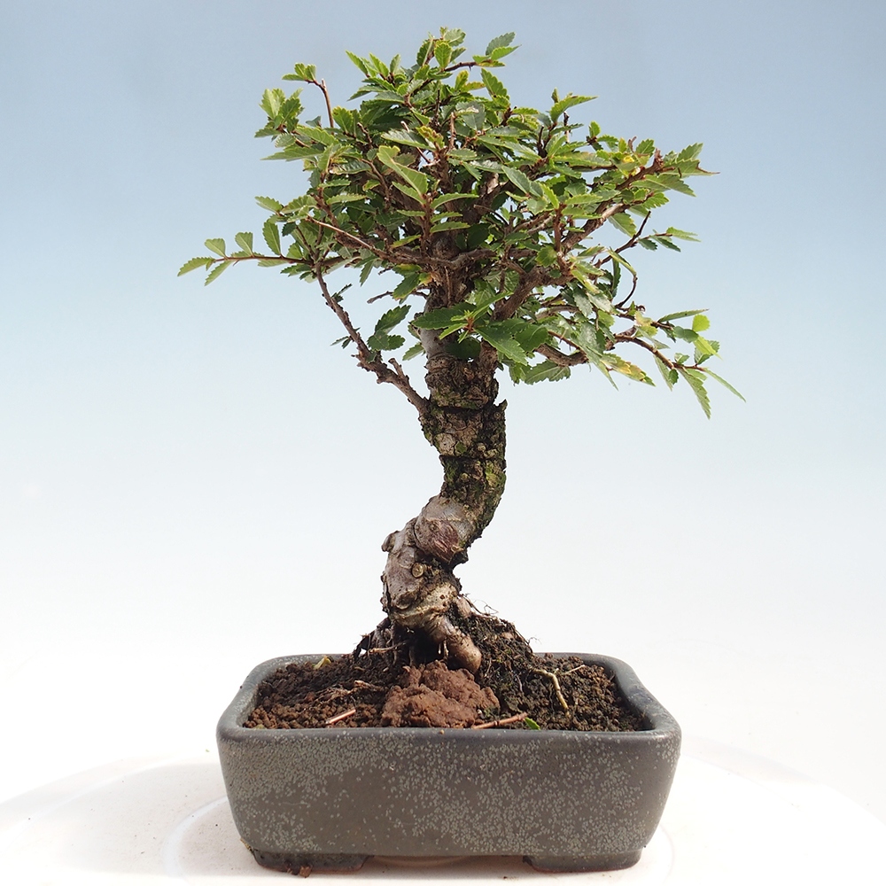 Bonsai voor buiten - Zelkova - Zelkova NIRE