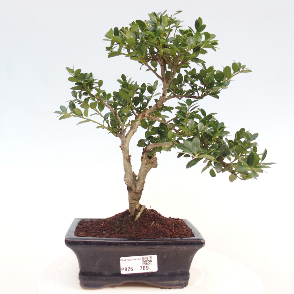 Kamerbonsai - Ilex crenata - Hulst