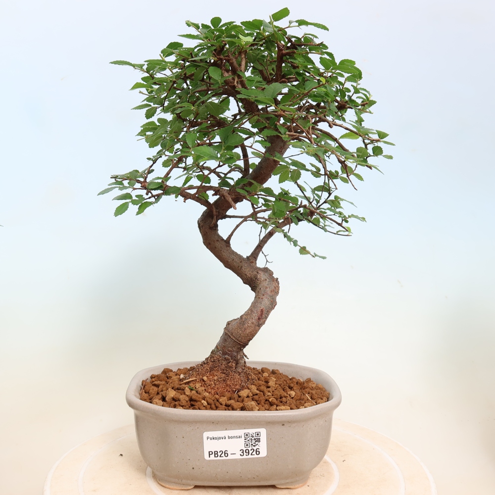 Kamerbonsai - Ulmus parvifolia - Winteriep