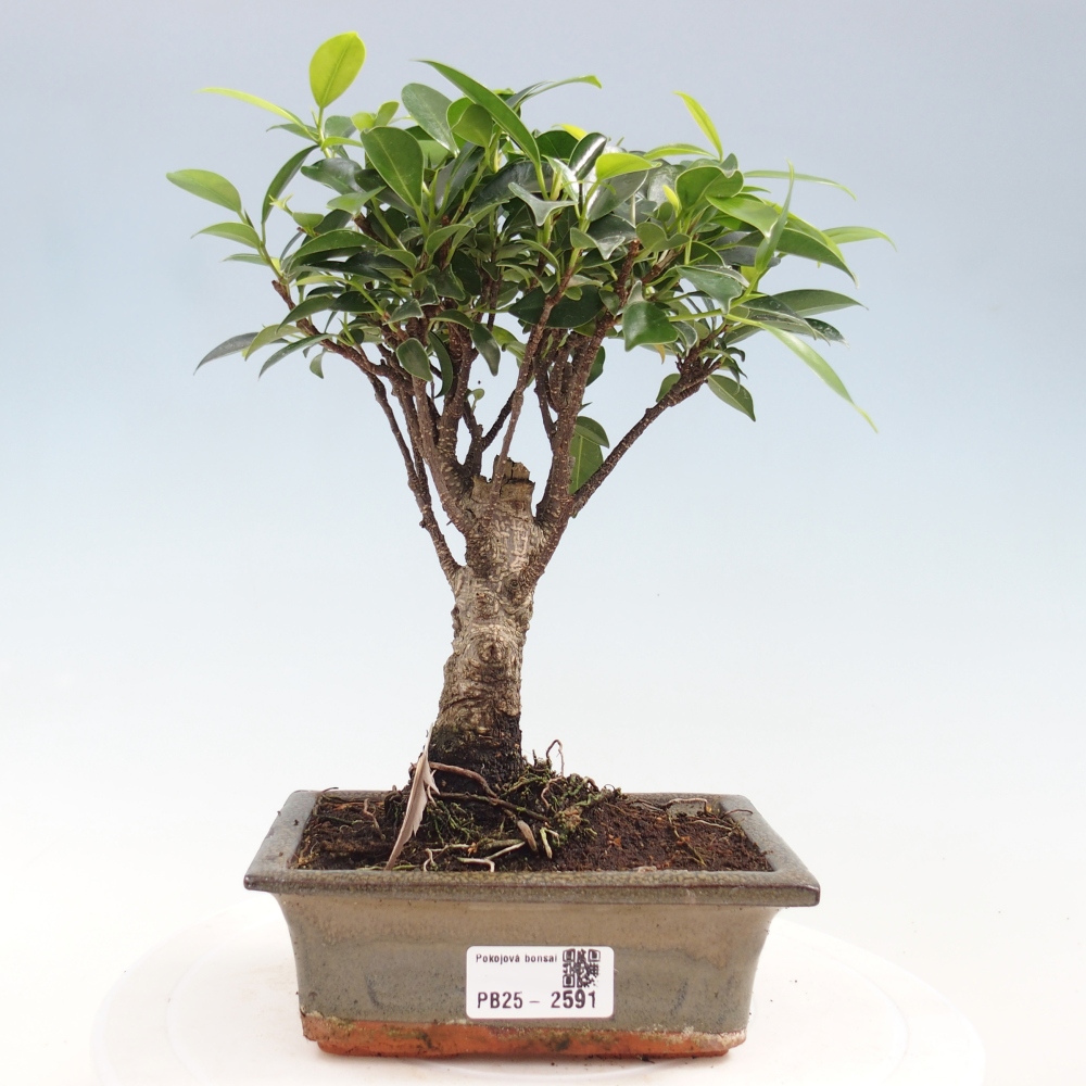 Kamerbonsai - Ficus retusa - kleinbladige ficus