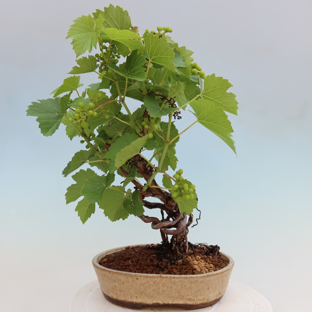 Buitenbonsai - Wijnstok - Vitis vinifera 