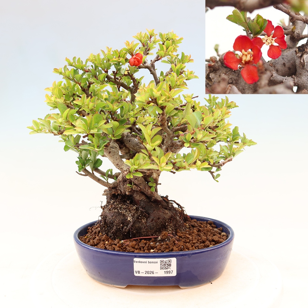 Bonsai voor buiten - Chaneomeles speciosa Chojubai