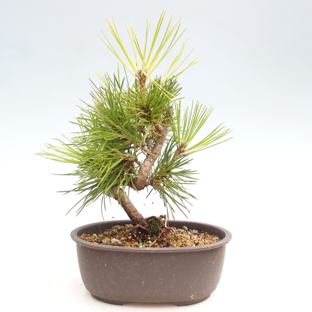 Bonsai voor buiten - Pinus thunbergii - Thunberg den