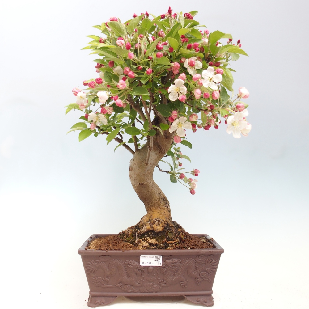Bonsai voor buiten -Malus halliana - Appelboom met kleine vruchten