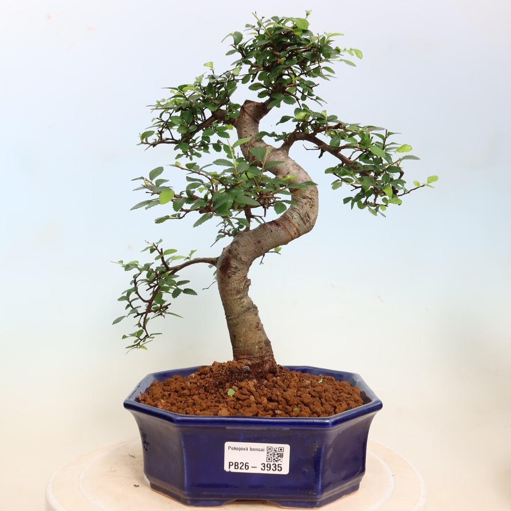 Kamerbonsai - Ulmus parvifolia - Winteriep